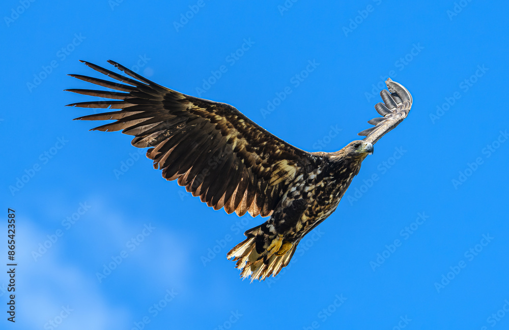 Fototapeta premium juvenile white-tailed eagle (Haliaeetus albicilla) in flight