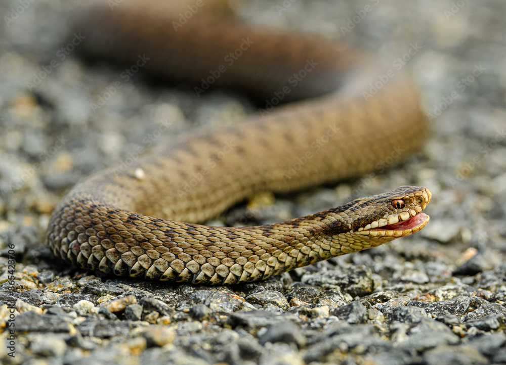 common European adder or viper (Vipera berus) common European adder or viper (Vipera berus)