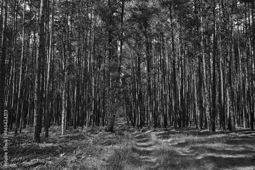 Fototapeta premium dirt road in dense mixed forest on a sunny day in summer