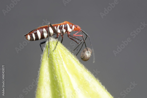 A milkweed assassin bug preys on a small insect. This insect has the scientific name Zelus longipes. photo