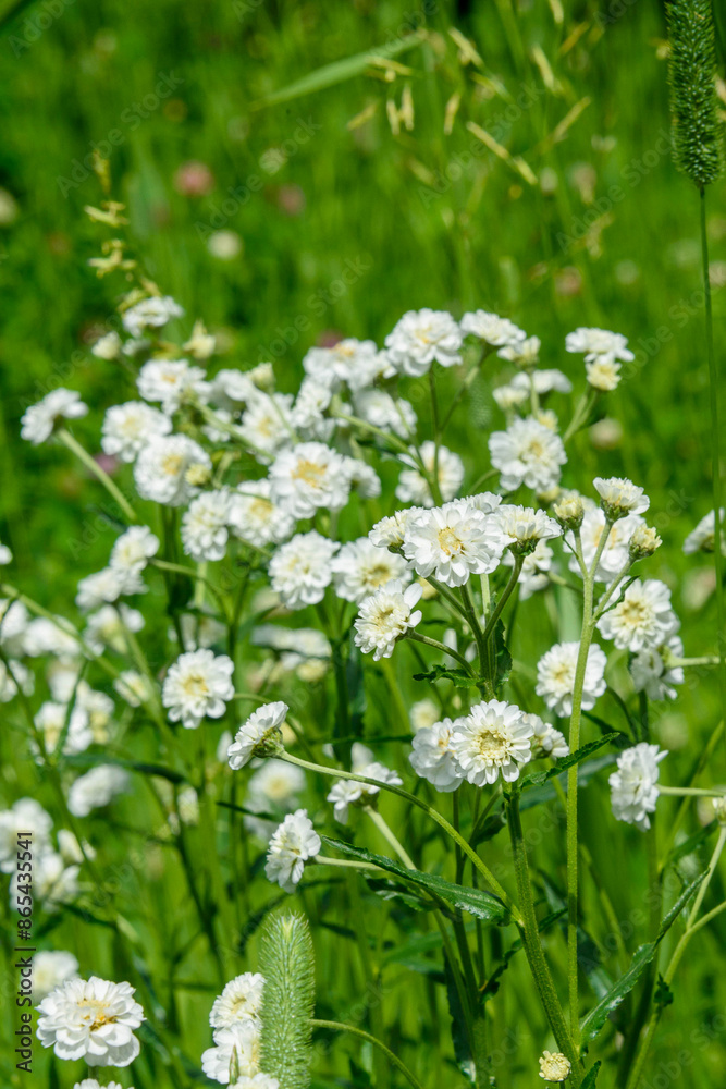 Soft focus on blooming buds of Yarrow Achillea flowers against a background of green leaves. Soft focus on blooming buds of Yarrow Achillea flowers against a background of green leaves.