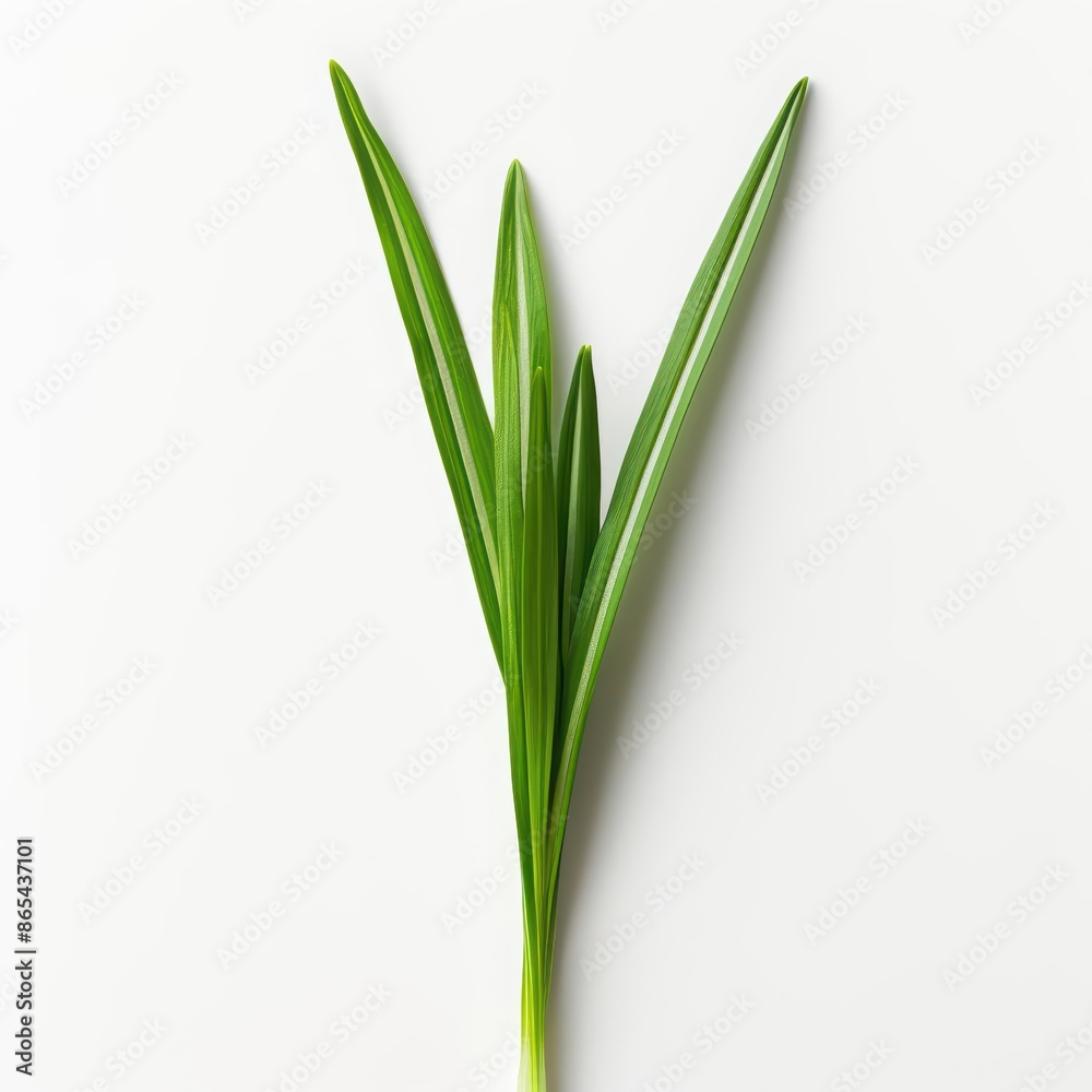 A crocus leaf with its slender, grasslike shape and vibrant green color, set against a clean white backdrop A crocus leaf with its slender, grasslike shape and vibrant green color, set against a clean white backdrop