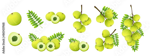 Collection of amla berries. Amla or Indian gooseberry. Amla fruit branch with leaves, slices. Vector illustration.