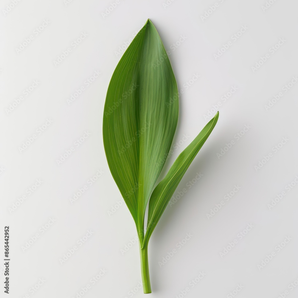 Fototapeta premium A tulip leaf with its smooth, lanceolate form and deep green color, isolated on a pristine white background