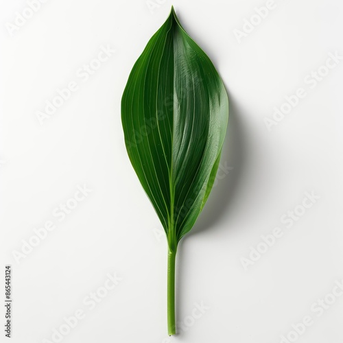 A tulip leaf with its smooth, lanceolate form and deep green color, isolated on a pristine white background photo