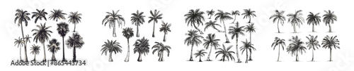 A black and white illustration of a palm tree, ferns and fronds in a tropical setting. Hand drawn tropical palm trees with ferns and fronds.
