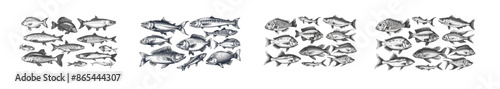 Anchovy, trot, perch, herring, mackerel. Hand drawn fish school, underwater marine ecosystem, sea and river inhabitants.