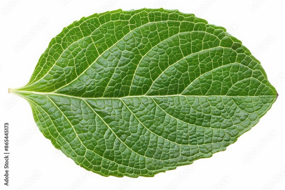 A zinnia leaf with its oval shape and slightly rough texture, isolated on a white background A zinnia leaf with its oval shape and slightly rough texture, isolated on a white background