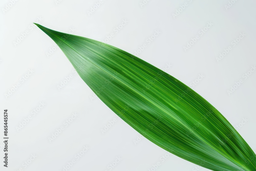 Obraz premium An iris leaf with its swordshaped form and bluegreen color, set against a clean white backdrop