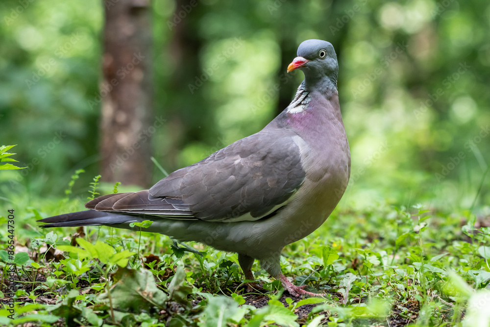 A wood pigeon in an oak forest A wood pigeon in an oak forest