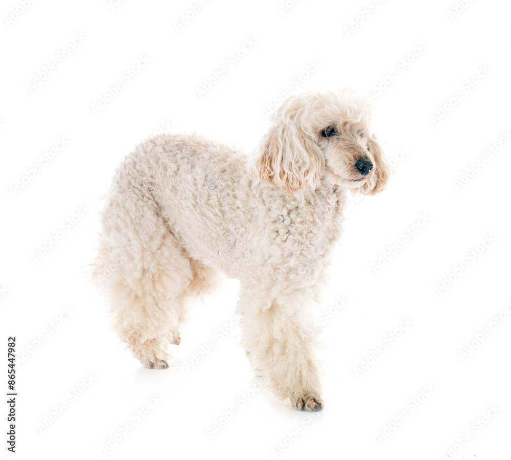 poodle in studio poodle in studio