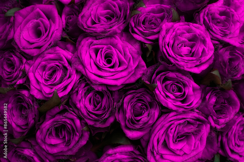 Many violet roses. top view. floral background of roses Many violet roses. top view. floral background of roses