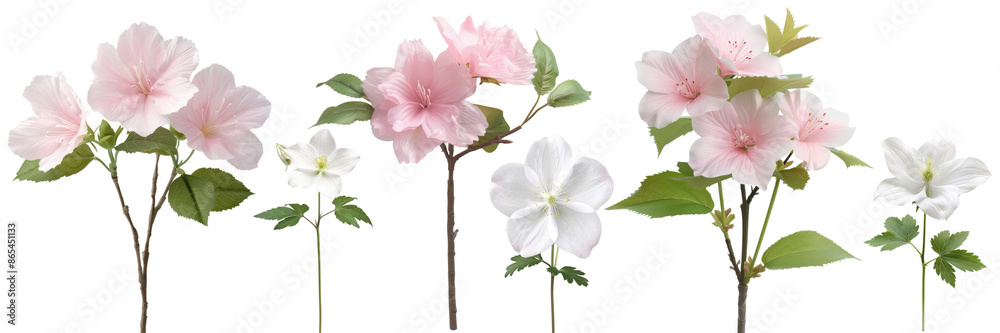 The image shows several pink and white flowers on a branch with green leaves. The flowers have multiple petals and a yellow center. The image shows several pink and white flowers on a branch with green leaves. The flowers have multiple petals and a yellow center.