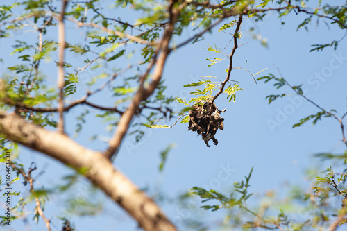 rare shape of a twisted pods on a tree against the sky in 