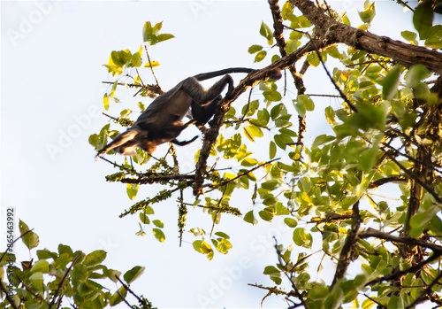 female with her baby primate Trachypitecus Auratus jumping with her baby on the branches of a large tree full of fruits in 