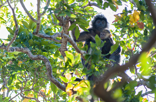 Photography female and baby javan langur (Trachypitecus Auratus) on the branches of a large