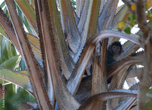 Javan langur (rachypitecus auratus) on the branches of a large palm tree in 