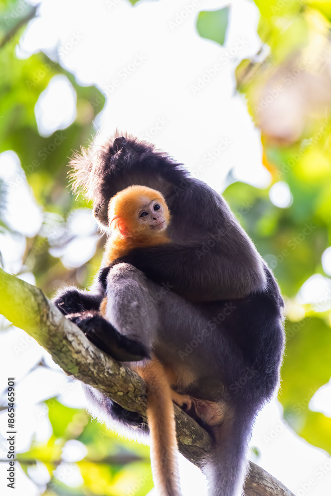 Leaf Monkeys or Dusky Langur and mother who are living in the forest,