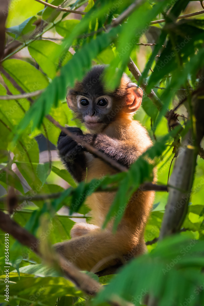 Leaf Monkeys or Dusky Langur and mother who are living in the forest,