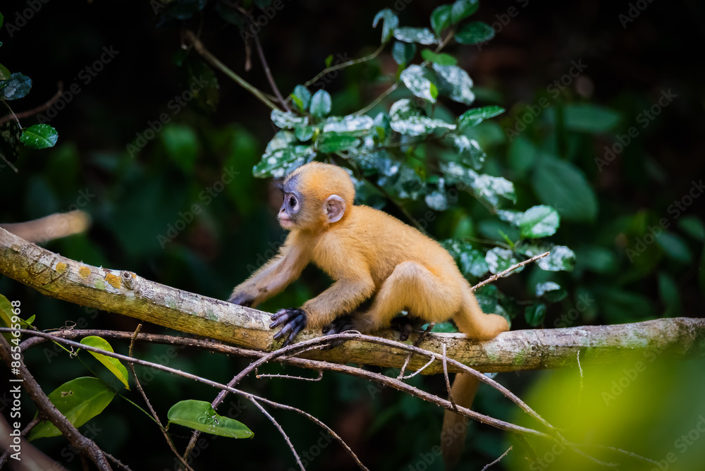Leaf Monkeys or Dusky Langur and mother who are living in the forest,