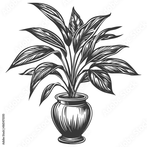 Etched Peace Lily: Vintage Style Houseplant in Ornate Pot, Detailed Botanical Illustration