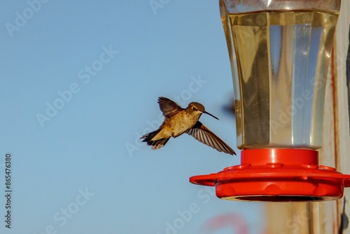 Close-up shot of a female black-chinned hummingbird in flight approaching a red feeder photo