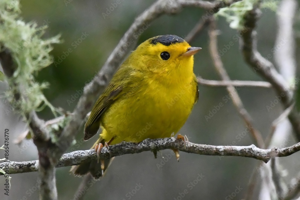 Vibrant Wilson's Warbler with a black cap perched on a branch in a forest setting. Vibrant Wilson's Warbler with a black cap perched on a branch in a forest setting.