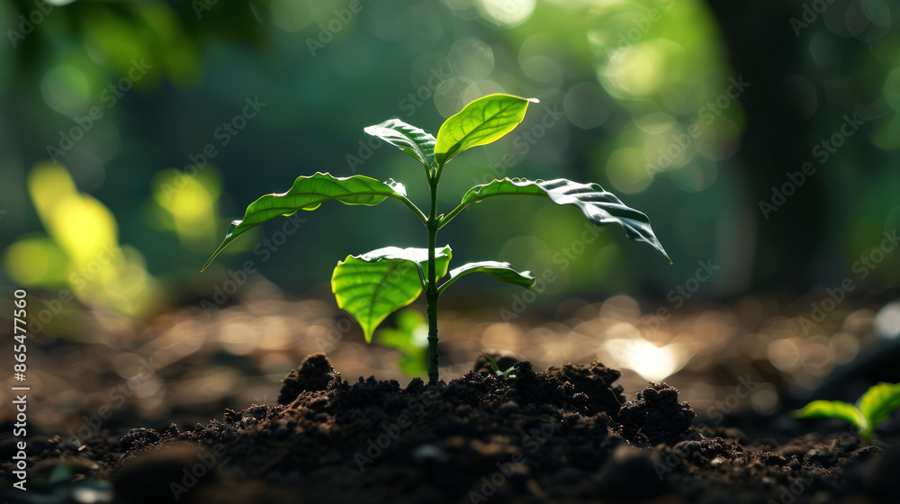 planting seed of tree and flower on the ground of nature planting seed of tree and flower on the ground of nature