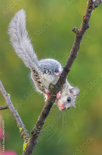 Cute edible dormouse with beautiful grey fur and long bushy tail climbs upside down on a branch with blurred green background