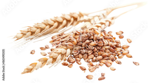 peeled spelled grains and ear of wheat on a transparent white background