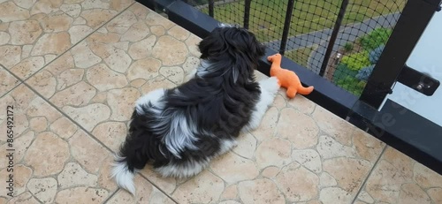 Shih Tzu Puppy on Balcony Watching the Street