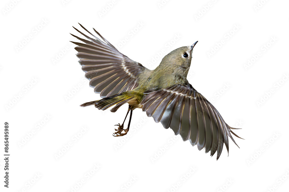 Obraz premium Ruby-crowned Kinglet (Regulus calendula) Photo, in Flight on an Isolated Transparent PNG Background