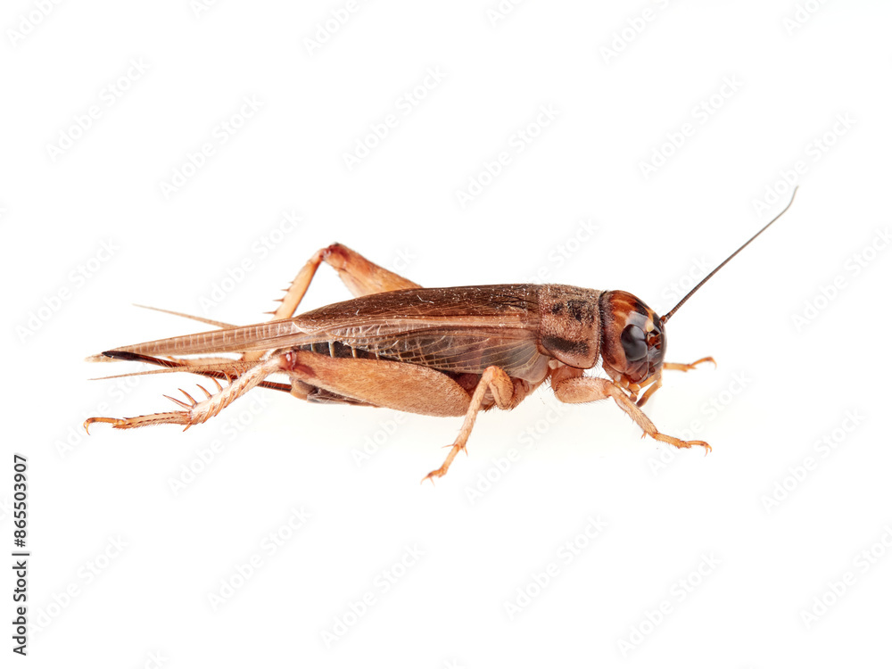 A brown cricket. House crickets. Acheta Domesticus A brown cricket. House crickets. Acheta Domesticus