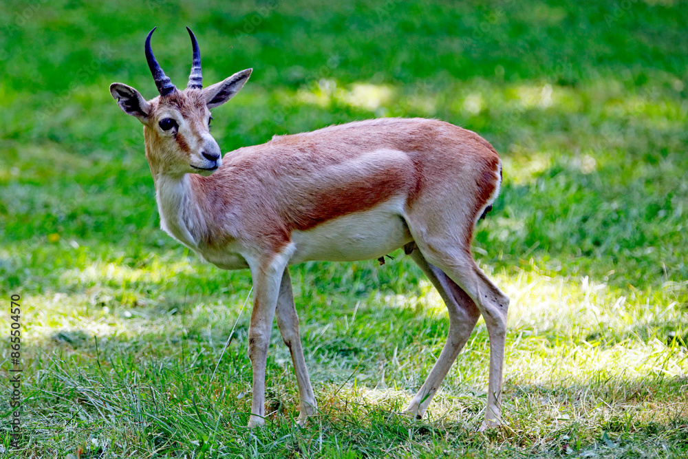 Hirschziegenantilope Hirschziegenantilope