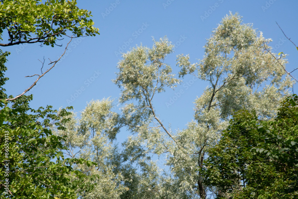 Obraz premium leaves against sky