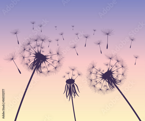 Vector illustration dandelion time. Black Dandelion seeds blowing in the wind. The wind inflates a dandelion isolated on white background.