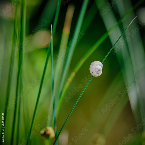 Kleine Schnecke am Grashalm