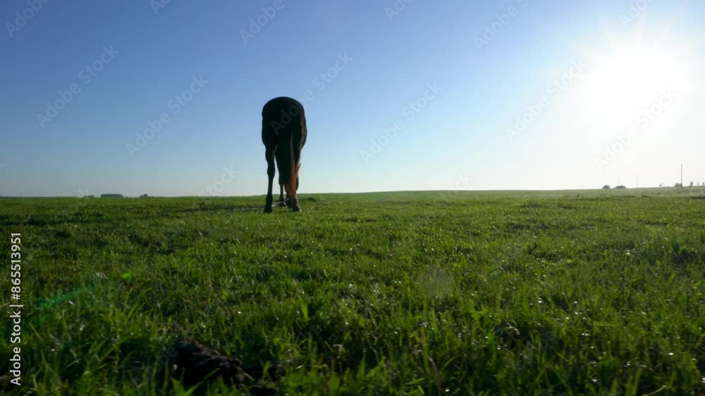 A horse is grazing in a field of grass. The sky is clear and blue, and the grass is lush and green. The scene is peaceful and serene, with the horse enjoying its time in the open field A horse is grazing in a field of grass. The sky is clear and blue, and the grass is lush and green. The scene is peaceful and serene, with the horse enjoying its time in the open field