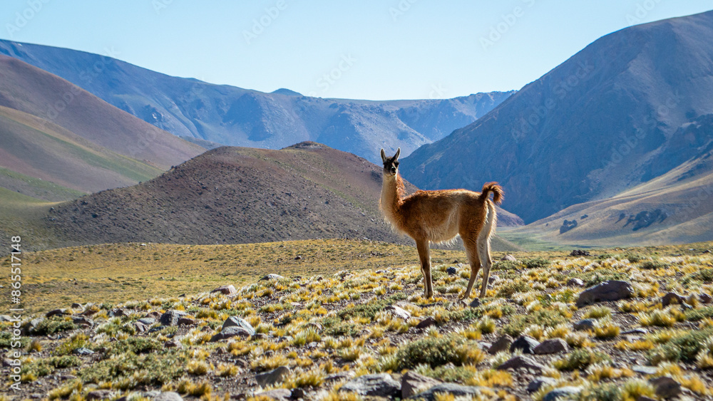 We see a beautiful Andean landscape, also a beautiful guanaco, posing for the camera, a native animal of the Andes, on the way to 3200 meters high, Mendoza Arg
We see a beautiful Andean landscape, also a beautiful guanaco, posing for the camera, a native animal of the Andes, on the way to 3200 meters high, Mendoza Arg