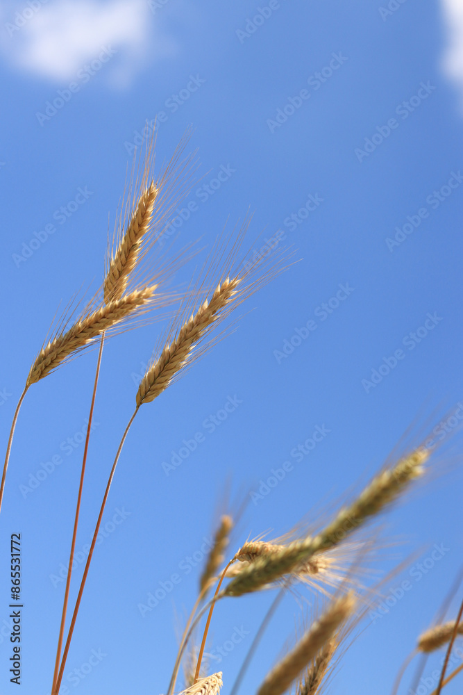 Ears of rye against a background of blue sky, agriculture. Grain harvest. Yellow ears of grain on a field on a sunny day. Beautiful landscape of an agricultural field, ears of grain