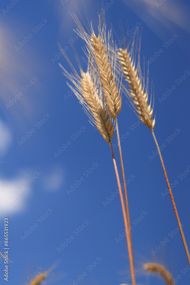 Ears of rye against a background of blue sky, agriculture. Grain harvest. Yellow ears of grain on a field on a sunny day. Beautiful landscape of an agricultural field, ears of grain Ears of rye against a background of blue sky, agriculture. Grain harvest. Yellow ears of grain on a field on a sunny day. Beautiful landscape of an agricultural field, ears of grain
