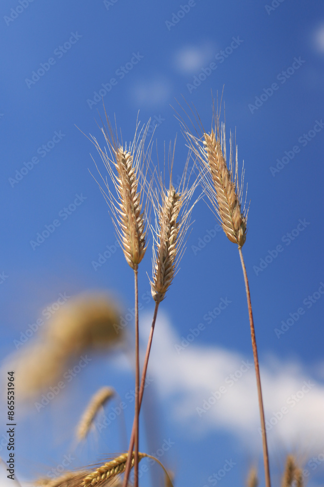 Ears of rye against a background of blue sky, agriculture. Grain harvest. Yellow ears of grain on a field on a sunny day. Beautiful landscape of an agricultural field, ears of grain Ears of rye against a background of blue sky, agriculture. Grain harvest. Yellow ears of grain on a field on a sunny day. Beautiful landscape of an agricultural field, ears of grain