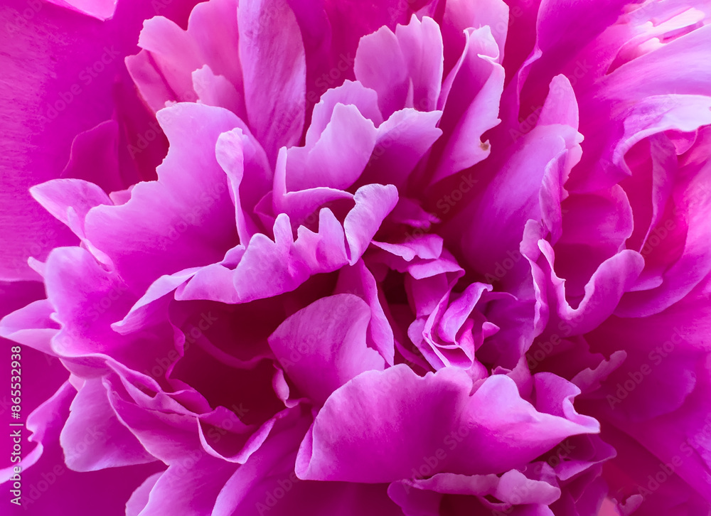 peony petals background peony petals background