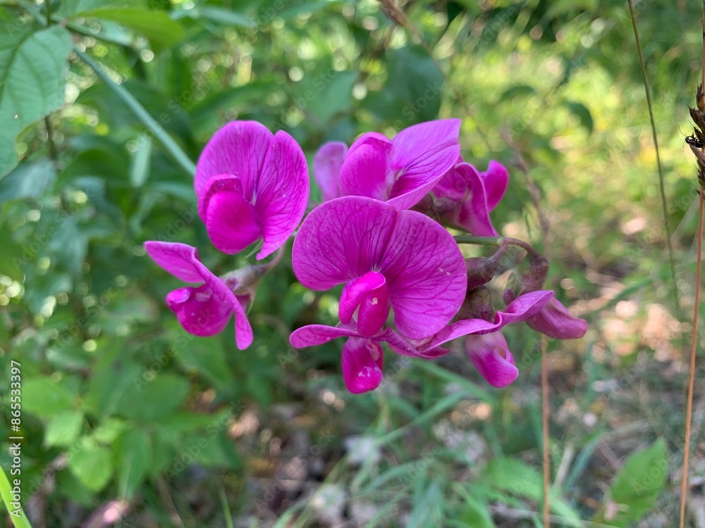 Fototapeta premium purple orchid flower