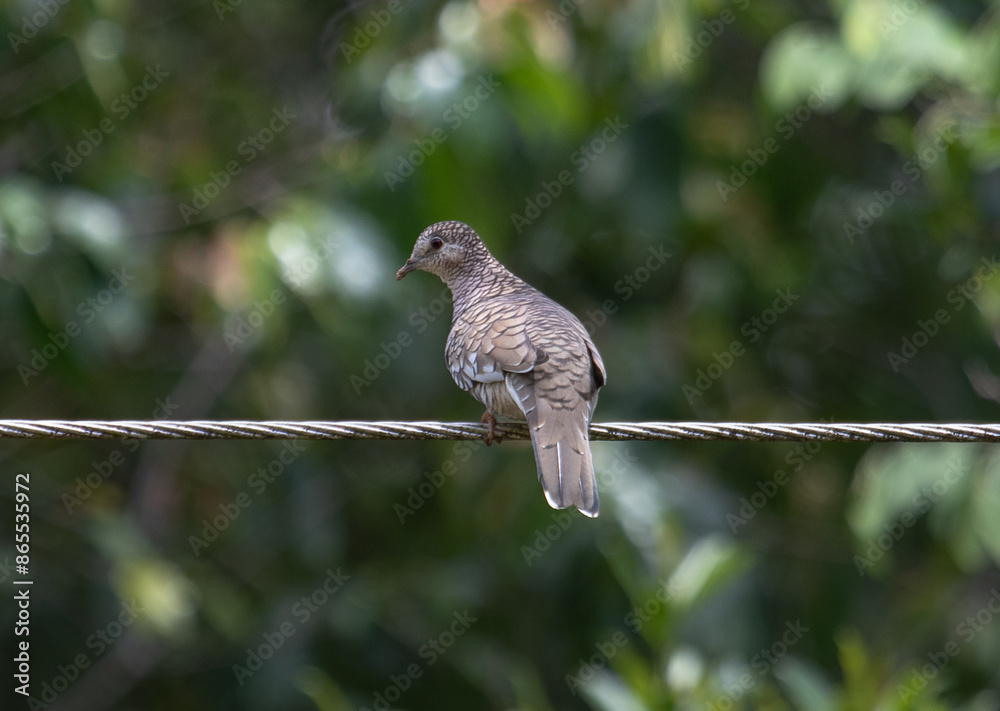 dove in line