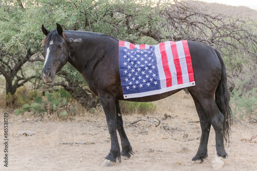 American Mustang horse with US Flag