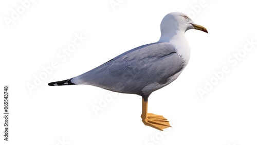 White background waterfowl illustration, feathered winged animal