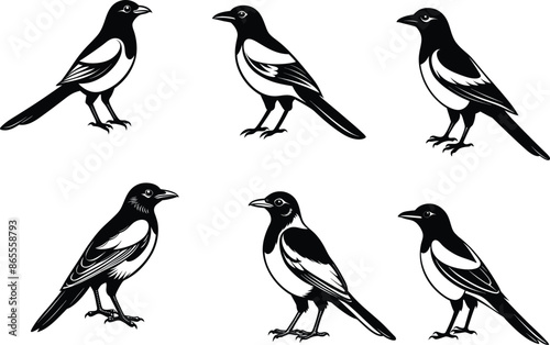 Set of Magpie silhouette vector illustration design
