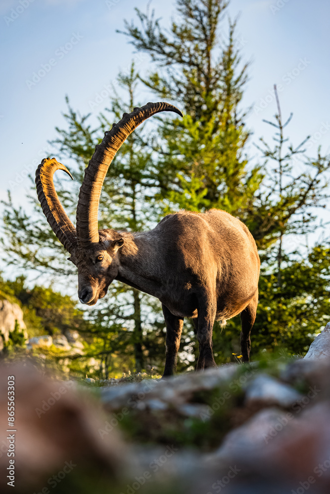 Sonnenuntergang Hochlantsch Steinbock - Almenland - Steiermark - Teichalm - Grazer Bergland Sonnenuntergang Hochlantsch Steinbock - Almenland - Steiermark - Teichalm - Grazer Bergland