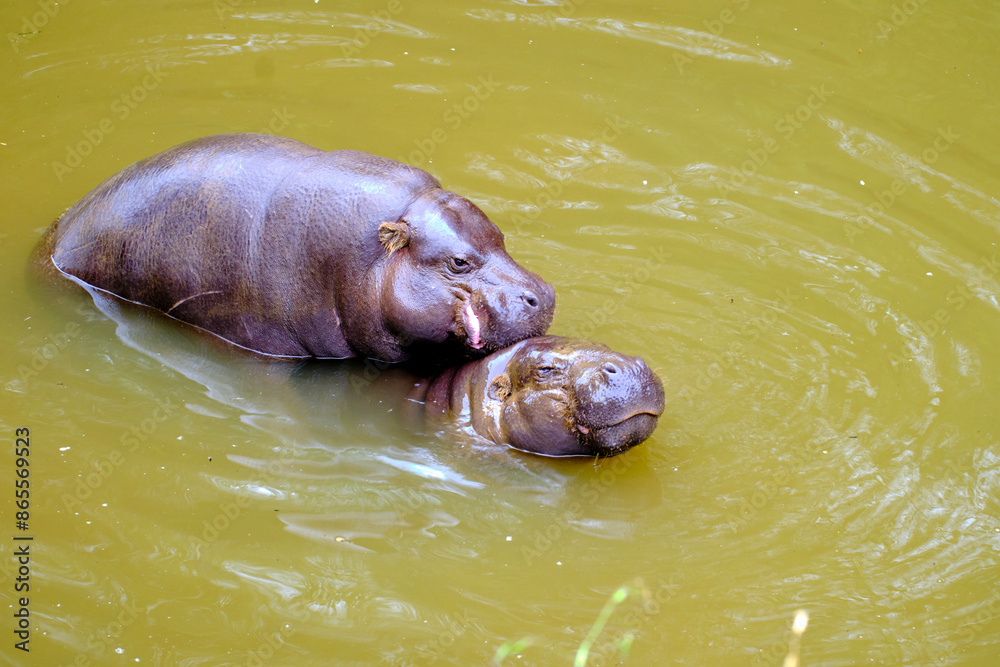 Obraz premium couple of pygmy hippos copulating in the water.